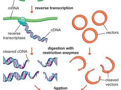 Restriction Enzymes